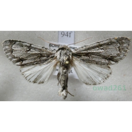 Acronicta tridens (Denis & Schiffermüller, 1775) Wieczernica grotówka Czech94f